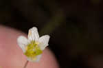 Greenland stitchwort